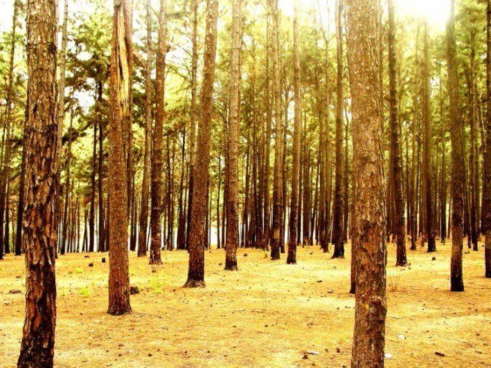 Ngwo Pine Forest, Enugu State. Photo Credit: travelstart